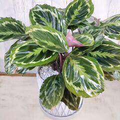 カラテア メダリオン　観葉植物の画像