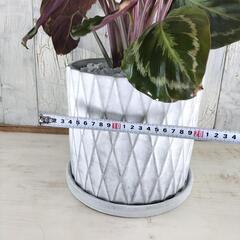 カラテア メダリオン　観葉植物の画像