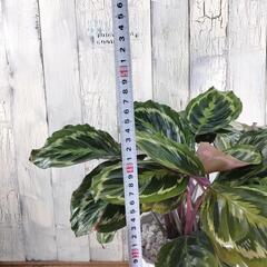 カラテア メダリオン　観葉植物の画像