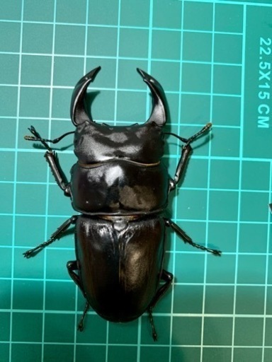 【GW記念】オオクワ 元木ちなみ血統R2 A♂ライン2♀ペア① 78mm UP☓54mm UP☓52mm UP