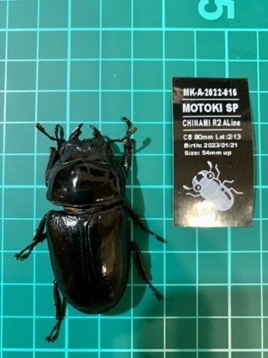 【GW記念】オオクワ 元木ちなみ血統R2 A♂ライン2♀ペア① 78mm UP☓54mm UP☓52mm UP