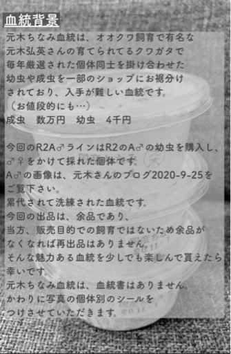 【GW記念】オオクワ 元木ちなみ血統R2 A♂ライン2♀ペア① 78mm UP☓54mm UP☓52mm UP