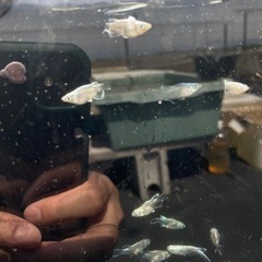 メダカ　幹之ダルマ（半ダルマ、普通体型も有り）の画像