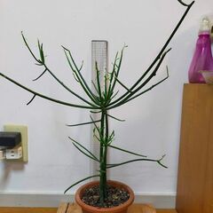 【千川駅改札引き渡し】多肉植物 ミルクブッシュ 鉢植 (青珊瑚)