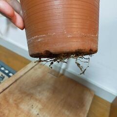 【千川駅改札引き渡し】多肉植物 ミルクブッシュ 鉢植 (青珊瑚)の画像