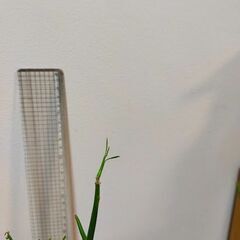 【千川駅改札引き渡し】多肉植物 ミルクブッシュ 鉢植 (青珊瑚)の画像