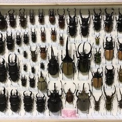 クワガタ、カブトムシの死虫がほしいです！
