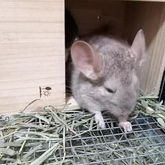 チンチラ