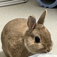 うさぎお譲り致します。