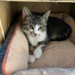 甘えん坊さんでおっとりさん♬キジ白ちゃん♀