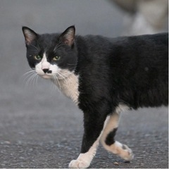 1,2歳のハチワレの男の子 里親募集中 - 猫