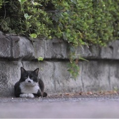 1,2歳のハチワレの男の子 里親募集中 − 東京都