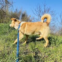 犬にも人にもフレンドリーなミミ君