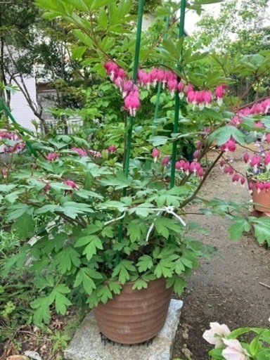 【値下げしました！】花　タイツリソウ