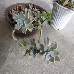 ✢０円✢ 多肉植物、観葉植物の画像