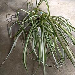 ✢０円✢ 多肉植物、観葉植物の画像