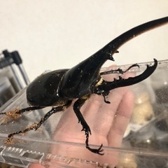 大当たりは成虫ヘラクレスペアカブクワ福袋