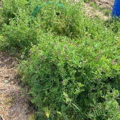 無料✴︎カラスノエンドウ✴︎ 無農薬の畑で採れた新鮮な餌