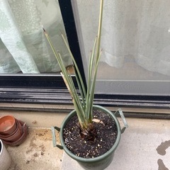 観葉植物　オーガスタ　ストレチア　ノンリーフ　ガーデニング