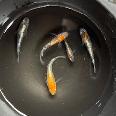 さきたま◎紅白ラメ　メス3匹オス2匹　合計5匹の出品（産卵始まりました）17M48