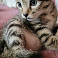 生後１ヶ月のサバトラちゃん