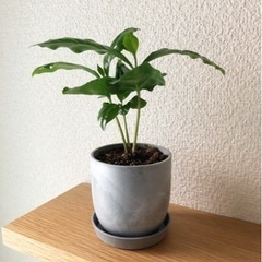 観葉植物　コーヒーの木⑥　20cm　おしゃれな2号の鉢と受け皿付きの画像