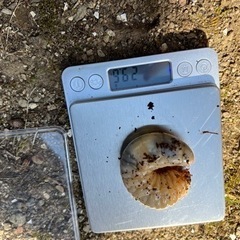 カブトムシ幼虫