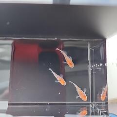 ダルマメダカ