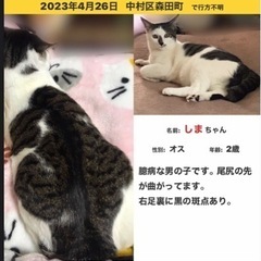 迷い猫探しています