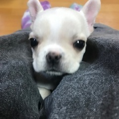 フレンチブルドッグ🐶