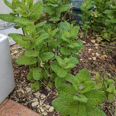 🌿ハーブ（ポリジ）差し上げますの画像