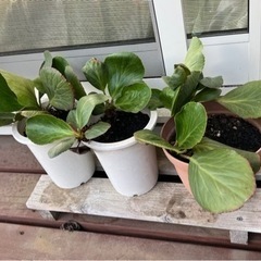 ヒマラヤユキノシタ 鉢植え