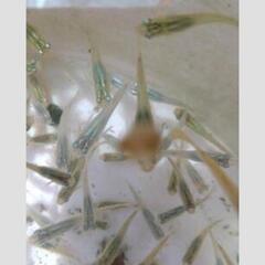 深海🌟メダカ🌟 若魚4匹