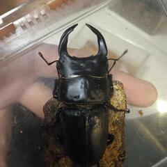 オオクワガタ　オス単品の画像