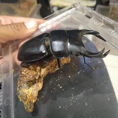 オオクワガタ　オス単品の画像