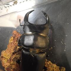 オオクワガタ　オス単品の画像