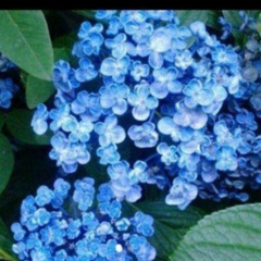 オタフクアジサイ抜き苗　花目付
