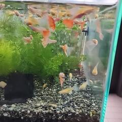 [値下げ更新] グッピー RREA 尾ヒレ赤系（+ブラオ　尾ヒレ青系）の画像
