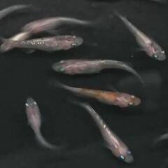 紅灯 選外10匹1500円 めだか メダカの画像