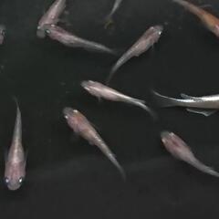 紅灯 選外10匹1500円 めだか メダカの画像