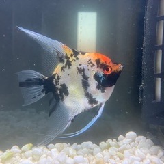 熱帯魚