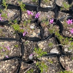 芝桜(ピンク)オータムローズの画像
