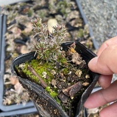 芝桜(ピンク)オータムローズの画像