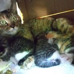 親子３匹で里子に出ました！4/16生まれ子猫＆麦わらのおっとり母...