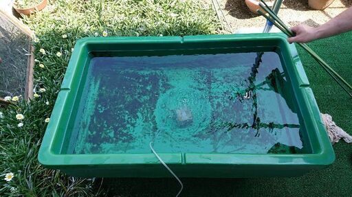 🎀値下げしました。金魚、らんちゅう、メダカ飼育水槽