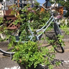 蕾いっぱい　トゲの無いつるバラ　鉢植え　郡舞A  まもなく開花