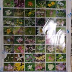 ご当地クリアファイルの画像