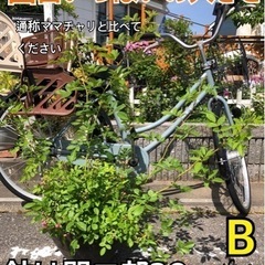 トゲなし　つるバラ　郡舞　まもなく開花　クライミングローズ　鉢植え　B