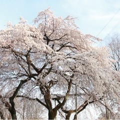 GWのどこかで一緒に写真撮りませんか？