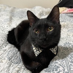 元気はつらつな黒猫男子